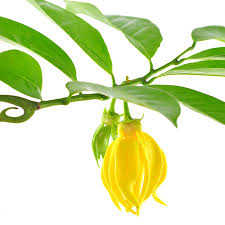 Ylang Ylang Pure Floral Absolutes